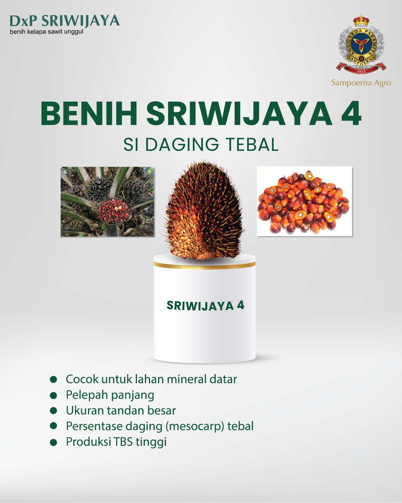 Materi varietas Benih Sriwijaya 4 SI Daging Tebal