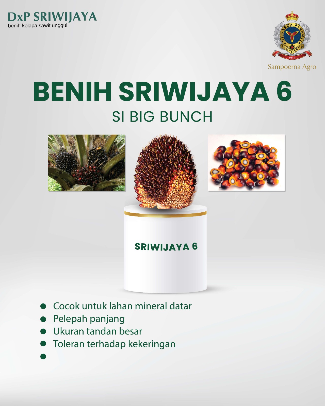 Materi varietas Benih Sriwijaya 6 SI Big Bunch